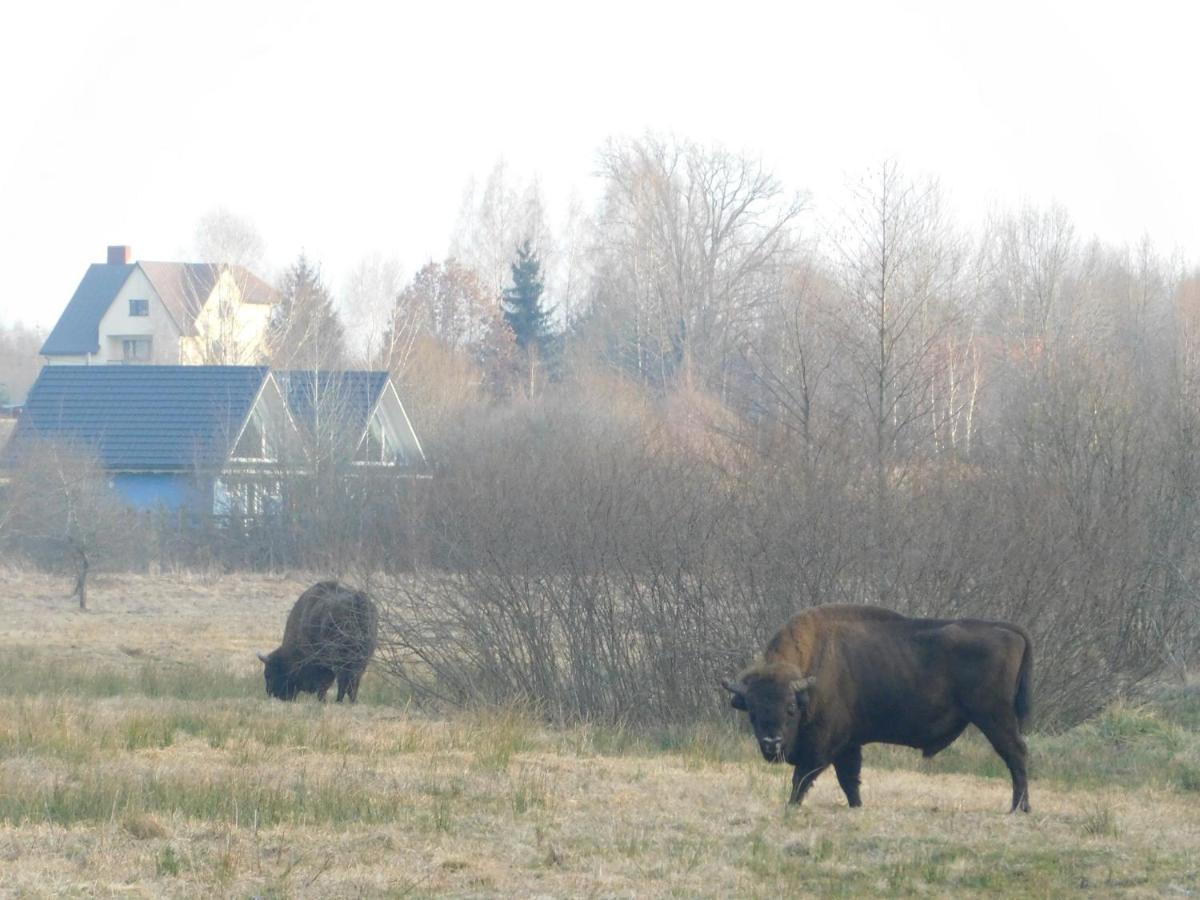 Wejmutka, Bialowieza Appartement Buitenkant foto