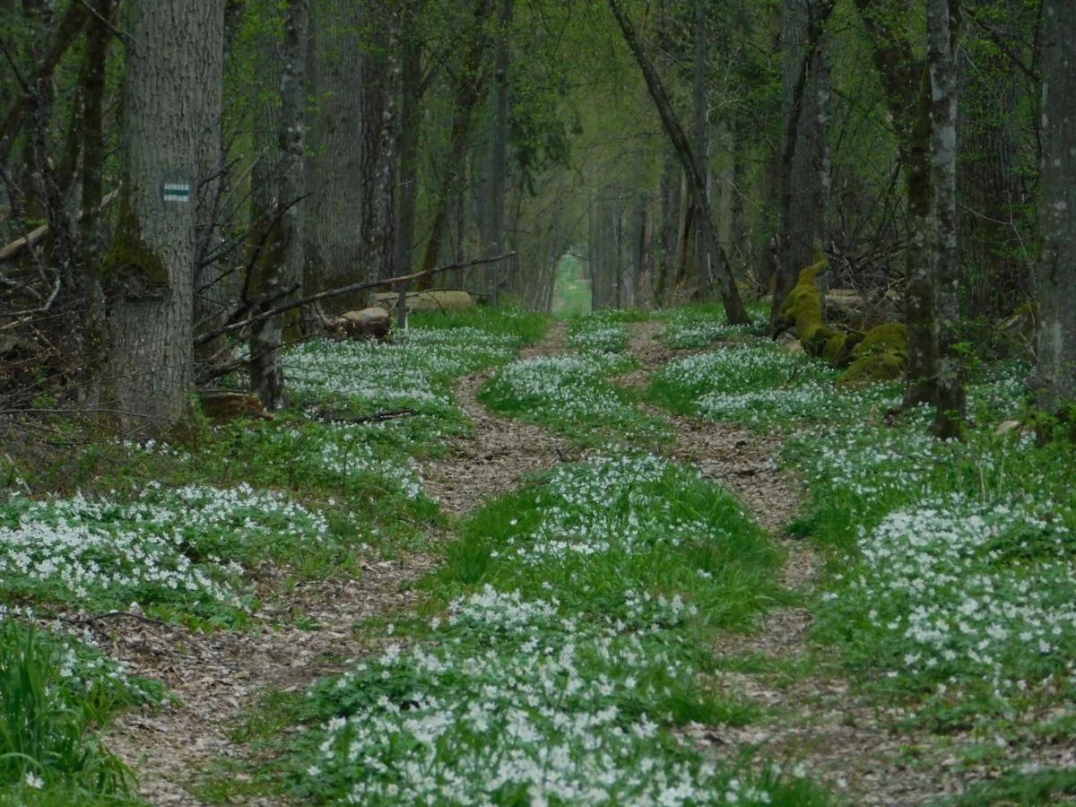 Wejmutka, Bialowieza Appartement Buitenkant foto